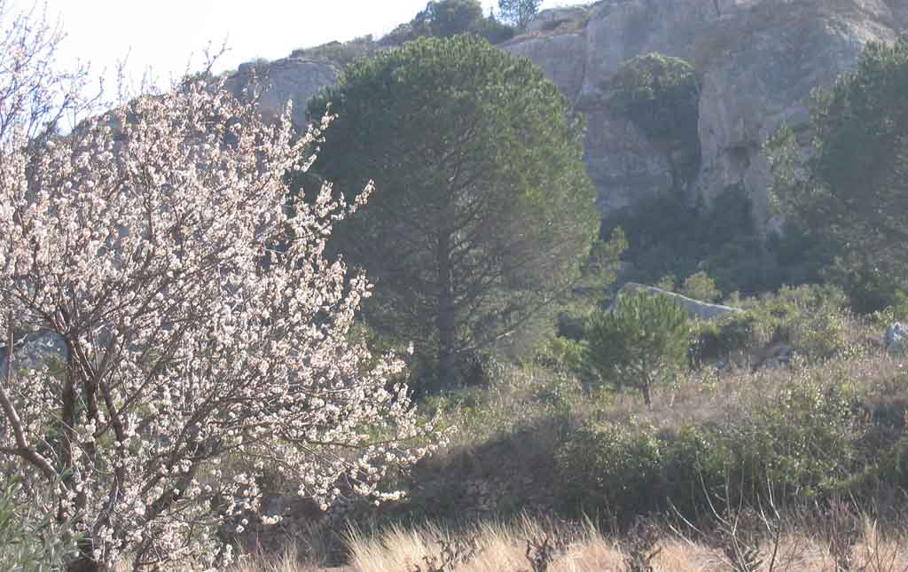 Almond-blossom