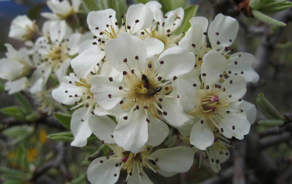 Blossom