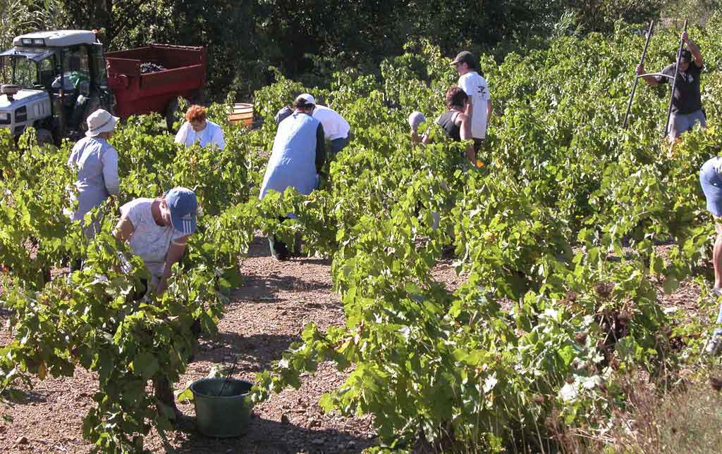 Cutting-the-grapes