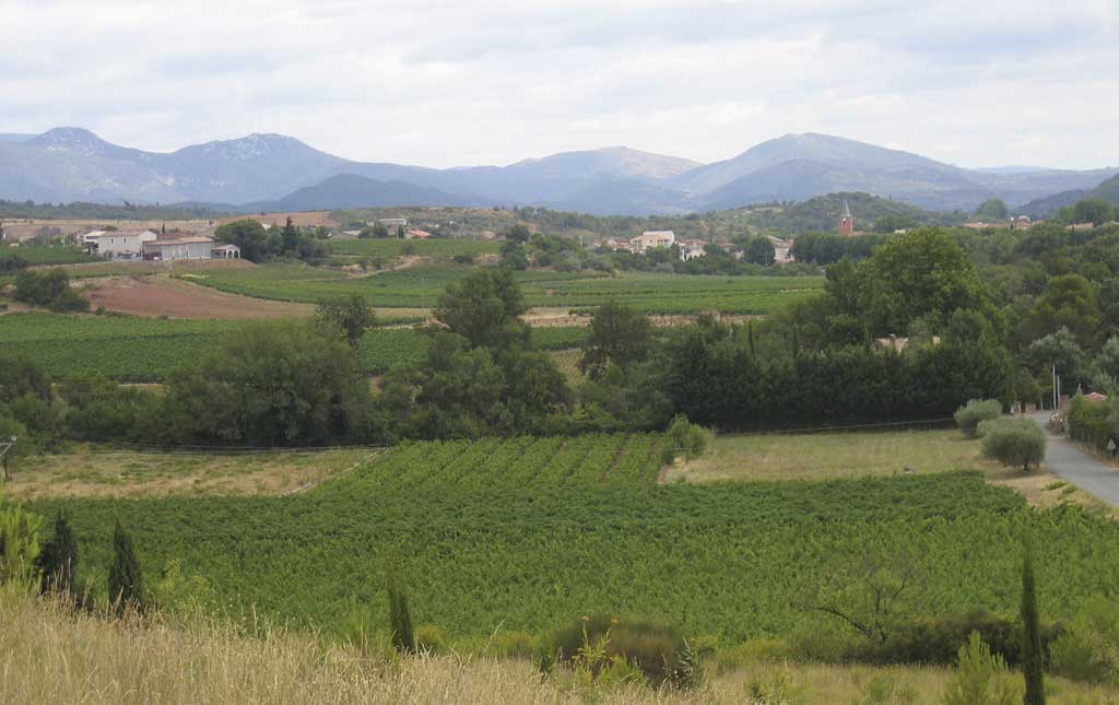 Vines-St-Chinian